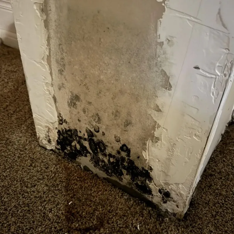 Professional Mold Removal in Olney, TX